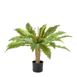 Fern Palm In Black Pot 62Cm by Florabelle Living, a Plants for sale on Style Sourcebook