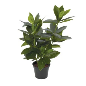 Mini Bay Leaf Potted Plant by Florabelle Living, a Plants for sale on Style Sourcebook