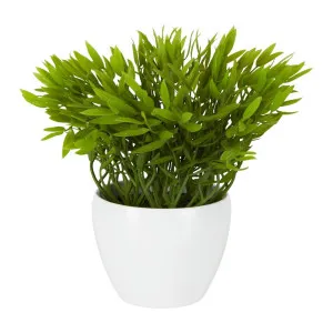 Pepper Plant Sarmentosum In Melamine Pot by Florabelle Living, a Plants for sale on Style Sourcebook