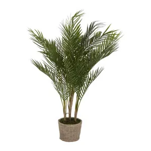 Small Palm In Cement Pot by Florabelle Living, a Plants for sale on Style Sourcebook