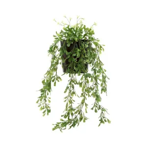 Boxwood Vine Hanging In Pot 74Cm by Florabelle Living, a Plants for sale on Style Sourcebook