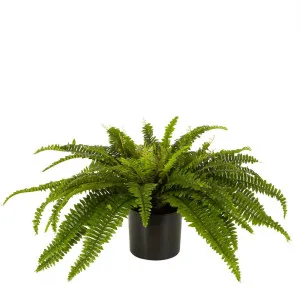Boston Fern In Black Pot Large by Florabelle Living, a Plants for sale on Style Sourcebook