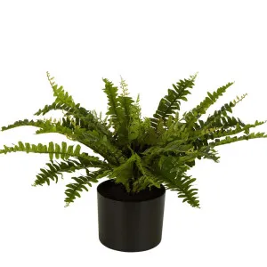 Boston Fern In Black Pot Medium by Florabelle Living, a Plants for sale on Style Sourcebook