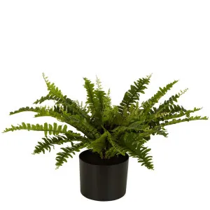 Boston Fern In Black Pot Small by Florabelle Living, a Plants for sale on Style Sourcebook