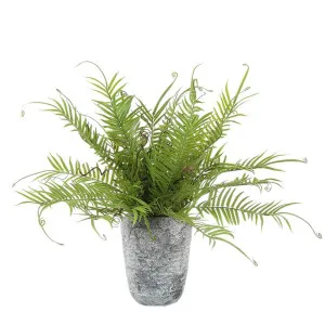 Fern In Pot 50Cm by Florabelle Living, a Plants for sale on Style Sourcebook