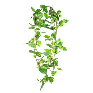 Pothos Hanging Bush 1.6M by Florabelle Living, a Plants for sale on Style Sourcebook