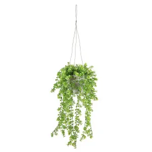 Hanging Geranium Leaves In Paper Pot 40Cm by Florabelle Living, a Plants for sale on Style Sourcebook