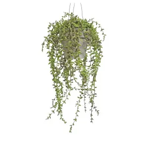 Hanging Potted Senecio by Florabelle Living, a Plants for sale on Style Sourcebook