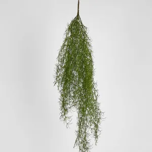 Asparagus Hanging Spray 138Cm by Florabelle Living, a Plants for sale on Style Sourcebook