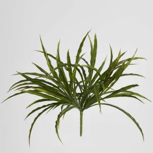 Vanilla Grass Bush by Florabelle Living, a Plants for sale on Style Sourcebook