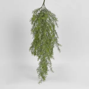 Springeri Hanging Bush by Florabelle Living, a Plants for sale on Style Sourcebook