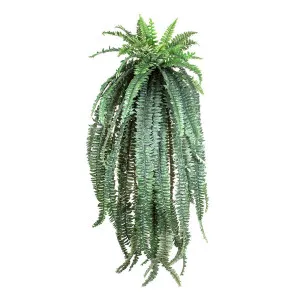 Fern Boston Giant 1.5M by Florabelle Living, a Plants for sale on Style Sourcebook