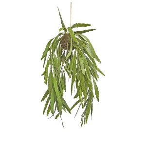 Hanging Rhipsalis by Florabelle Living, a Plants for sale on Style Sourcebook