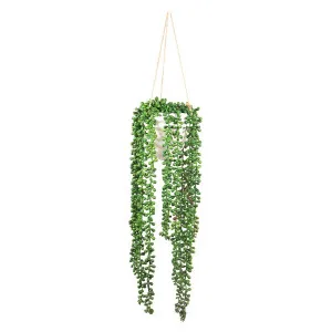Pearl Beads In Pot 82Cm by Florabelle Living, a Plants for sale on Style Sourcebook