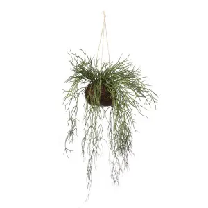 Sea Grass Vine Hanging 1M by Florabelle Living, a Plants for sale on Style Sourcebook