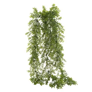 Hanging Bush Senecio 85Cm by Florabelle Living, a Plants for sale on Style Sourcebook