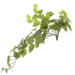 Pothos Bush 70Cm Green by Florabelle Living, a Plants for sale on Style Sourcebook