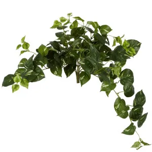 Pothos Leaf Hanging Vine Light Green by Florabelle Living, a Plants for sale on Style Sourcebook