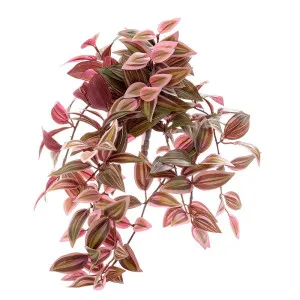 Wandering Jew Bush 50Cm Red & Green by Florabelle Living, a Plants for sale on Style Sourcebook