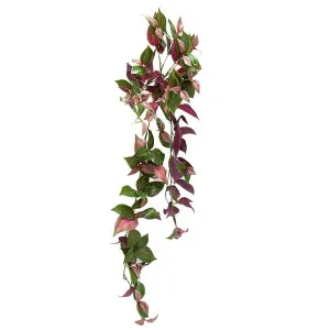 Wandering Jew Hanging Bush 94Cm Purple & Green by Florabelle Living, a Plants for sale on Style Sourcebook