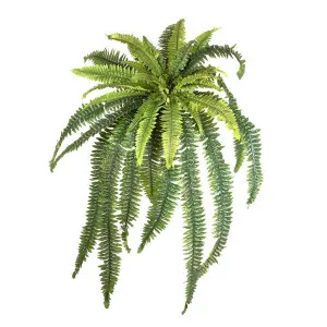 Fern Boston 1M by Florabelle Living, a Plants for sale on Style Sourcebook