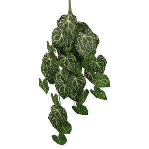 Syngonium Bush 7 Branches by Florabelle Living, a Plants for sale on Style Sourcebook