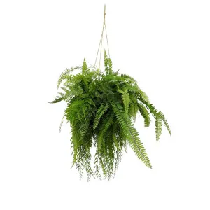 Fern Hanging 90Cm by Florabelle Living, a Plants for sale on Style Sourcebook