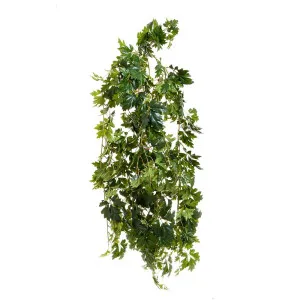Cissus Bush Uv Coated 1.1M by Florabelle Living, a Plants for sale on Style Sourcebook
