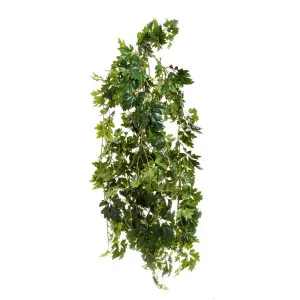 Cissus Bush 1.10M by Florabelle Living, a Plants for sale on Style Sourcebook