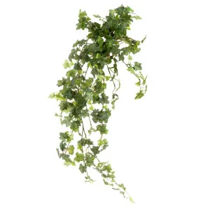 Ivy Bush Vine 85Cm by Florabelle Living, a Plants for sale on Style Sourcebook