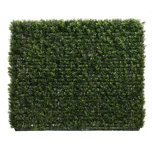 Boxwood Hedge 75X100Cm by Florabelle Living, a Plants for sale on Style Sourcebook