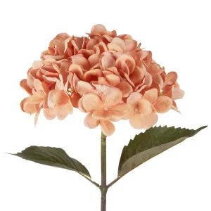 Dried Look Hydrangea Stem 48Cm Apricot by Florabelle Living, a Plants for sale on Style Sourcebook