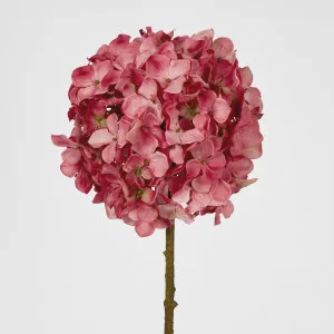 Ball Head Hydrangea Pink by Florabelle Living, a Plants for sale on Style Sourcebook