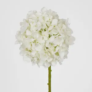 Ball Head Hydrangea White by Florabelle Living, a Plants for sale on Style Sourcebook