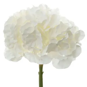 Hydrangea 50Cm Snow White by Florabelle Living, a Plants for sale on Style Sourcebook