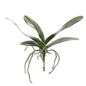 Orchid Leaf 30Cm by Florabelle Living, a Plants for sale on Style Sourcebook