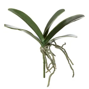 Orchid Leaf 24Cm by Florabelle Living, a Plants for sale on Style Sourcebook