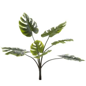 Split Philo Monsteria Bush 90Cm by Florabelle Living, a Plants for sale on Style Sourcebook