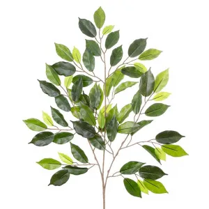 Ficus Spray 75Cm by Florabelle Living, a Plants for sale on Style Sourcebook