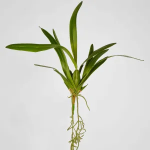 Spider Orchid Leaf W/Roots 65Cm Green by Florabelle Living, a Plants for sale on Style Sourcebook