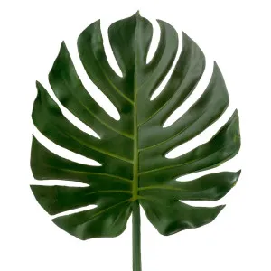 Leaf Philo 1.04M by Florabelle Living, a Plants for sale on Style Sourcebook