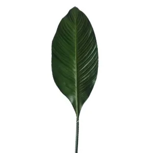 Leaf Spathiphylium 1M by Florabelle Living, a Plants for sale on Style Sourcebook