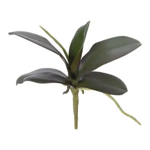 Phalaenopsis Orchid Leaf Green 30Cm by Florabelle Living, a Plants for sale on Style Sourcebook