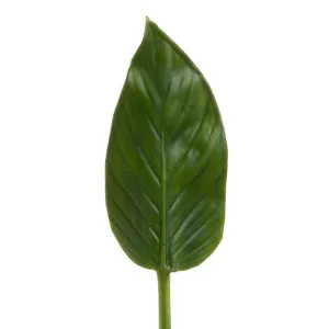 Colocasia Leaf 48Cm Green by Florabelle Living, a Plants for sale on Style Sourcebook