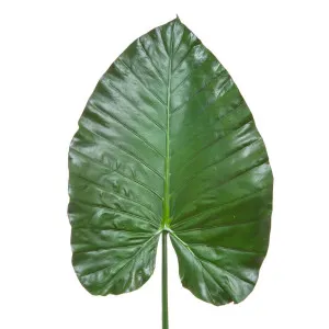Heart Leaf 1.1M Green by Florabelle Living, a Plants for sale on Style Sourcebook