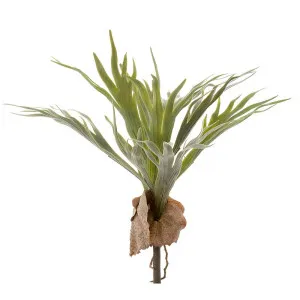Staghorn 40Cm by Florabelle Living, a Plants for sale on Style Sourcebook