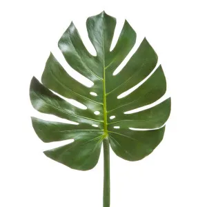 Split-Leaf Philodendron Monstera 94Cm by Florabelle Living, a Plants for sale on Style Sourcebook