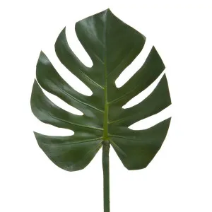 Split-Leaf Philodendron Stem 75Cm Green by Florabelle Living, a Plants for sale on Style Sourcebook