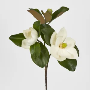 Double Head Magnolia With Bud by Florabelle Living, a Plants for sale on Style Sourcebook