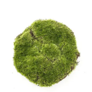 Moss Pad 20Cm Green by Florabelle Living, a Plants for sale on Style Sourcebook